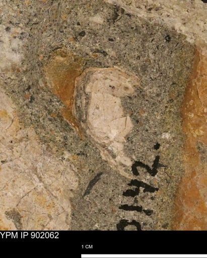 undet. Mollusca