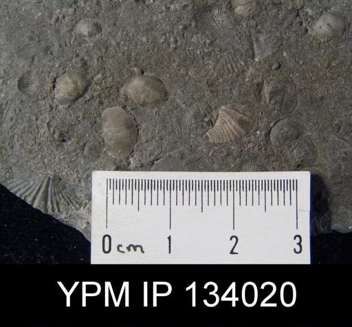 Chonetes scitulus