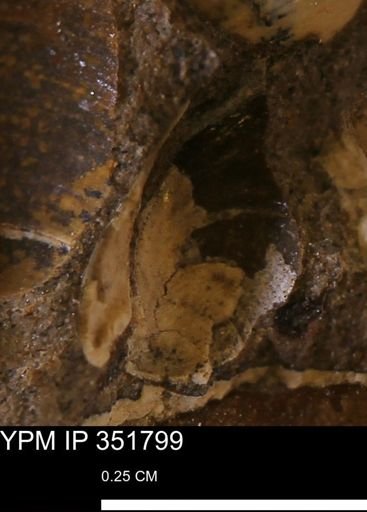 undet. Bivalvia