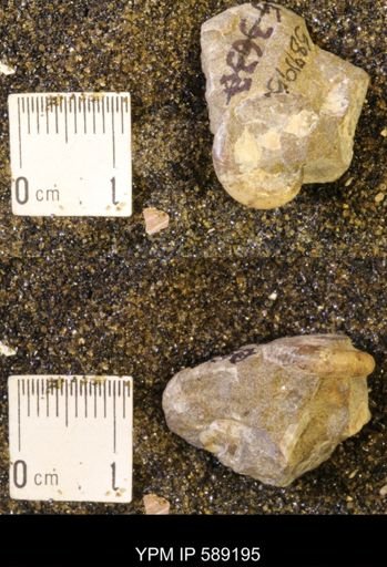 Discoscaphites rossi