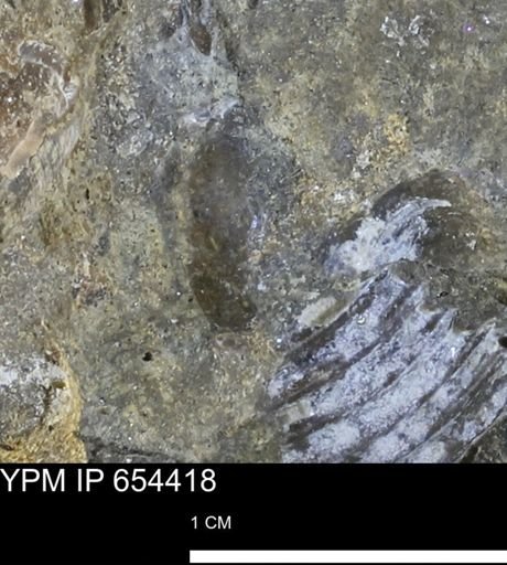 Mollusca