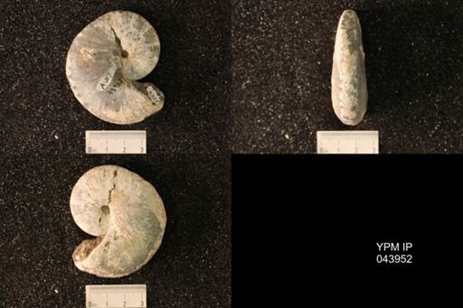 Hoploscaphites nicolletii