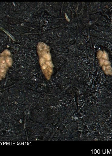 Verneuilina canadensis