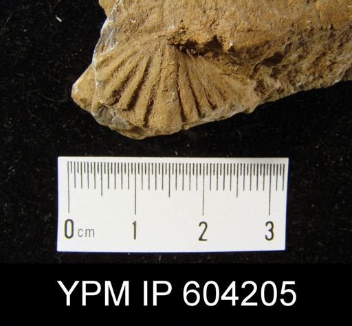 Spirifer cyclopterus
