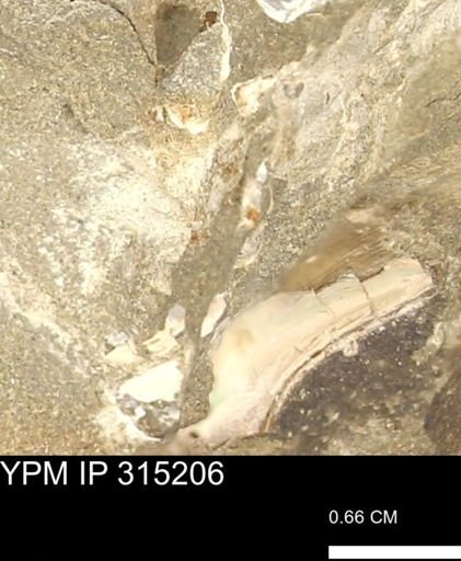 undet. Scaphitidae