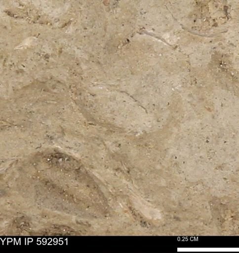 undet. Bivalvia