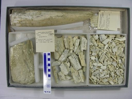 Gomphotherium sp.