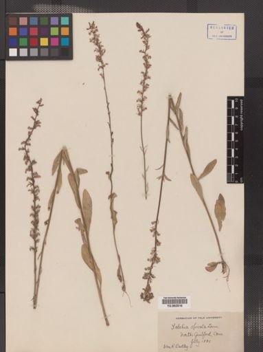 Lobelia spicata