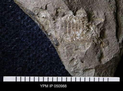 Anthracaris gracilis