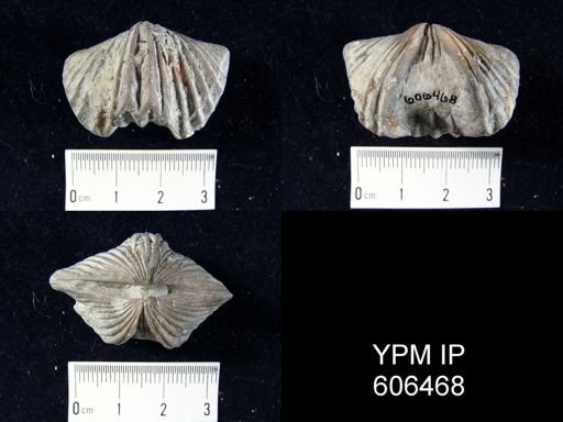 Platystrophia laticosta