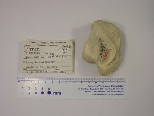 Teleoceras fossiger