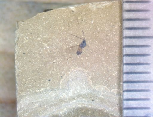 undet. Hexapoda