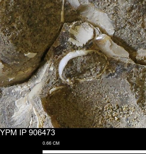 undet. Mollusca