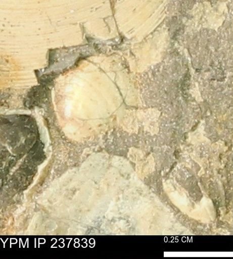 Limopsis striatopunctatus