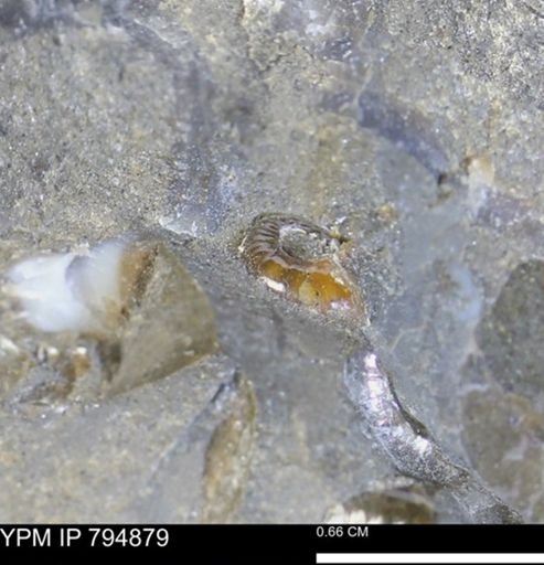 undet. Ammonoidea