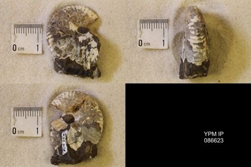 undet. Scaphitidae