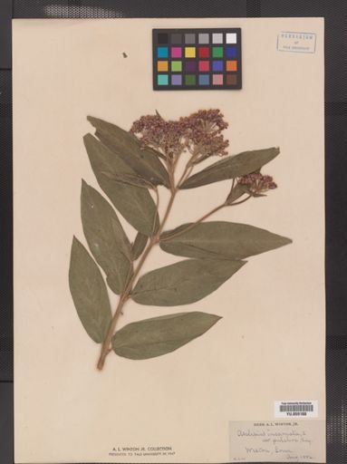 Asclepias incarnata