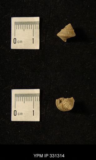 Pleurotomaria brazoensis