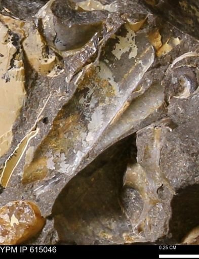 Baculites sp.