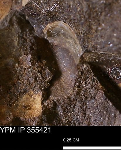 undet. Bivalvia