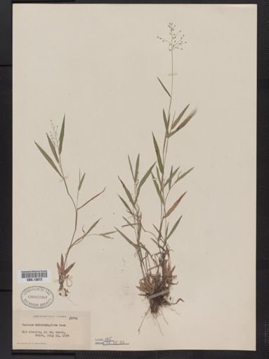 Panicum columbianum