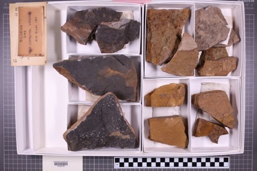 mixed taxa, stratigraphic collection