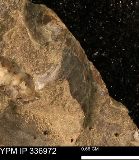 undet. Mollusca