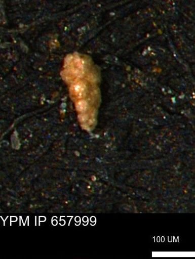 Verneuilinoides kansasensis