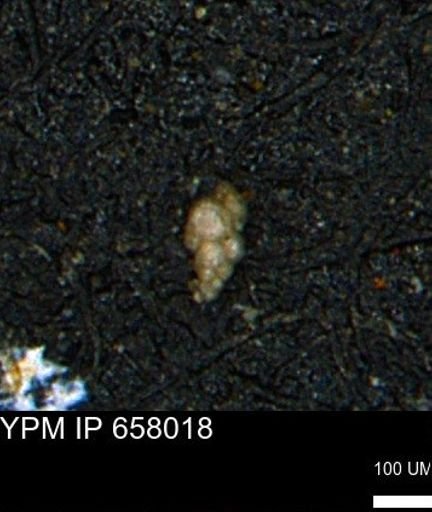 Verneuilinoides kansasensis