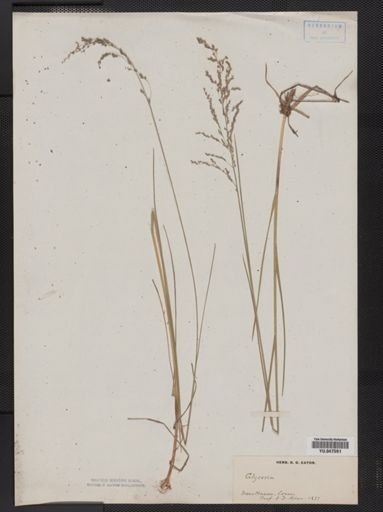 Glyceria striata