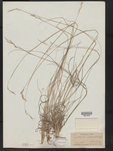 Danthonia compressa