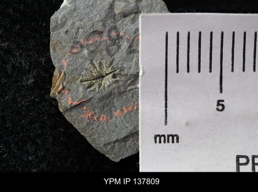 Eocystites primaevus