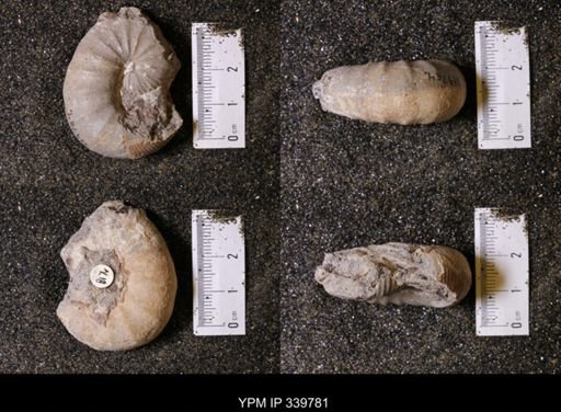 Scaphites whitfieldi