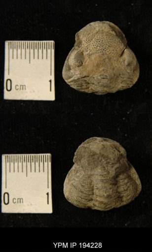 Phacops rana