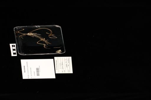 Oplurus fierinensis