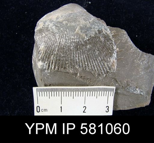 Plethorhyncha pleiopleura