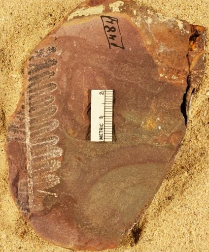 Pecopteris