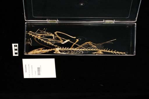 Basiliscus plumifrons