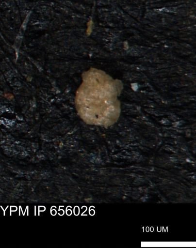 Ammobaculoides phaulus