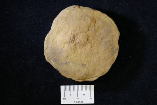 Pygocephalus gracilis