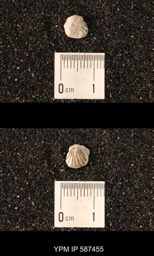 Camarotoechia whitei