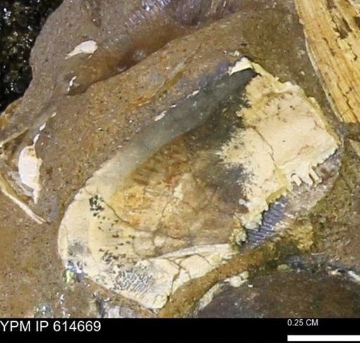 Parallelodon (Cosmetodon) sulcatinus