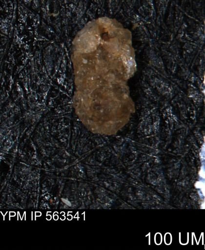 Ammobaculites euides