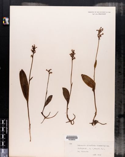 Habenaria clavellata