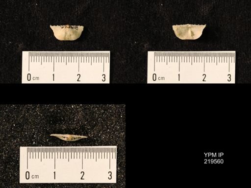 Chonetes granulifer