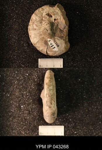 Hoploscaphites nicolletii