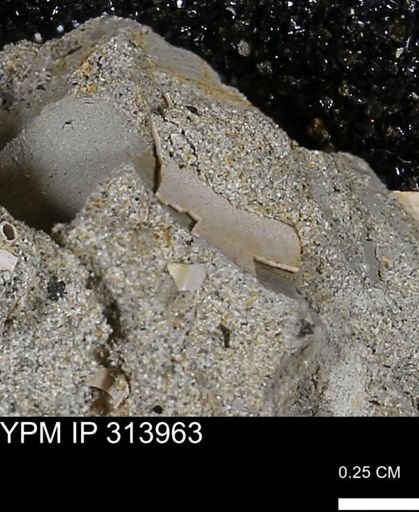 undet. Bivalvia