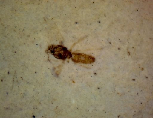 undet. Diptera
