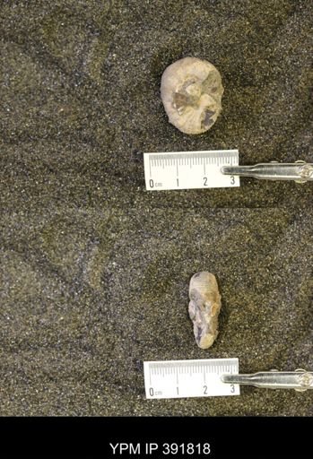 Scaphites whitfieldi