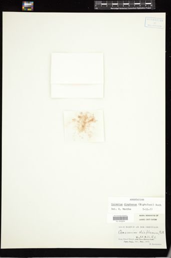 Ceramium diaphanum